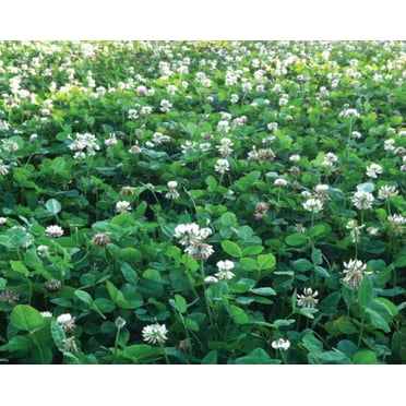 Nature's Seed S-TRRE-1000-F Dutch Clover ft 1000 sq 
